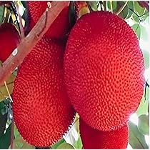 All Time Red Jack-Fruit Grafting Plants - Naturemart.in