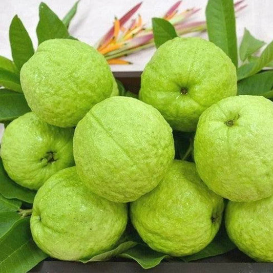 Allahabad Safeeda Guava Fruit  Plant - Naturemart.in