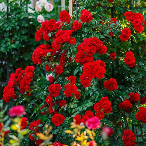 Climbing Rose Plant Red Scented - Naturemart.in