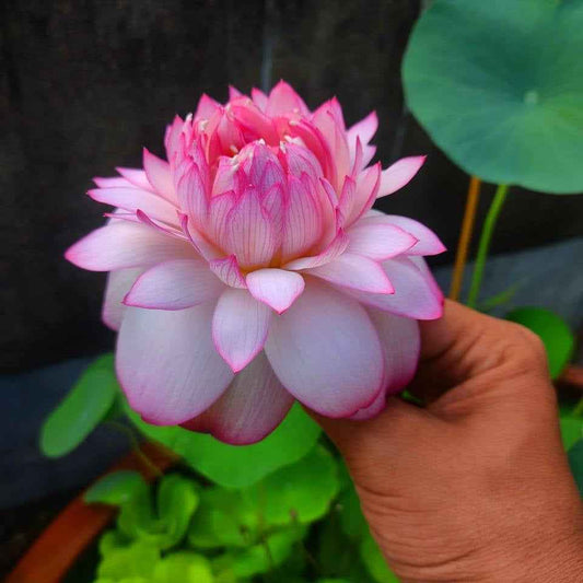 Beautiful New star lotus tuber