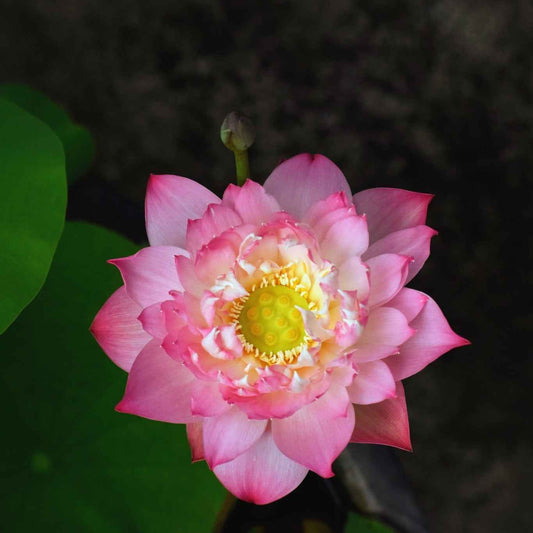 Rare Eos Lotus Tuber – Micro Variety (Pack of 1)