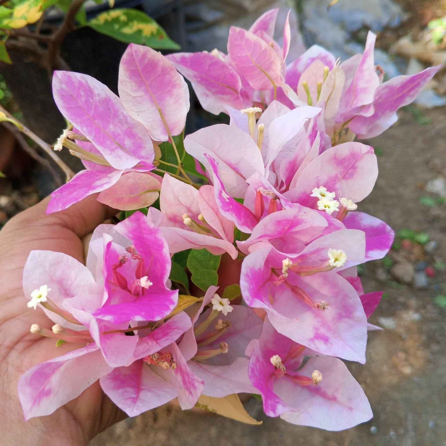 Bougainvillea Flowers PLANT( ID- ICE CREAM)