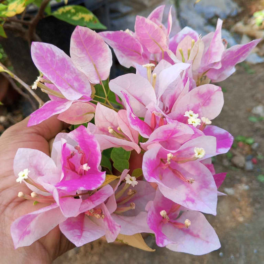 Bougainvillea Flowers PLANT( ID- ICE CREAM)