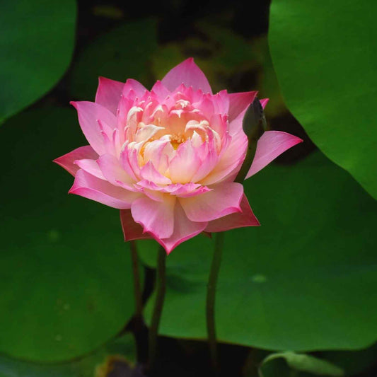 Rare Eos Lotus Tuber – Micro Variety (Pack of 1)