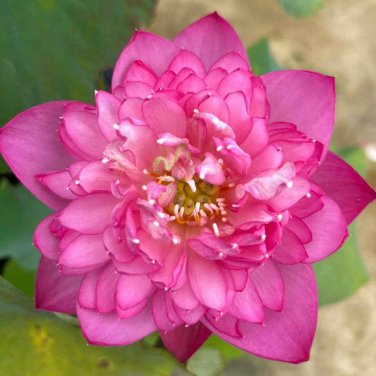 New Amery Peony lotus Tuber