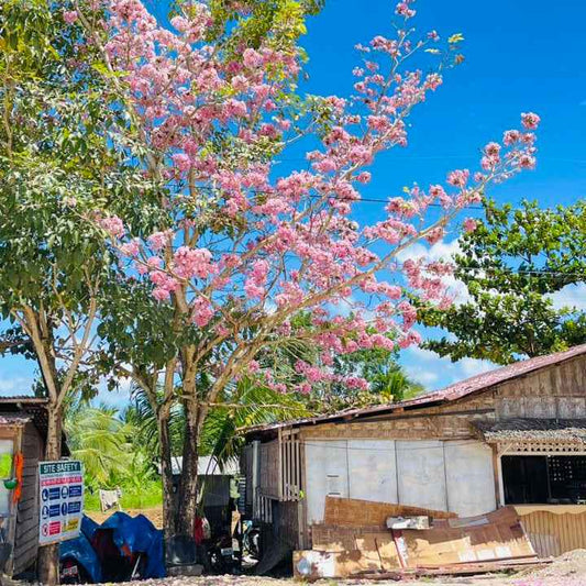 Tabebuia Rosea (Rosy Trumpet Tree)