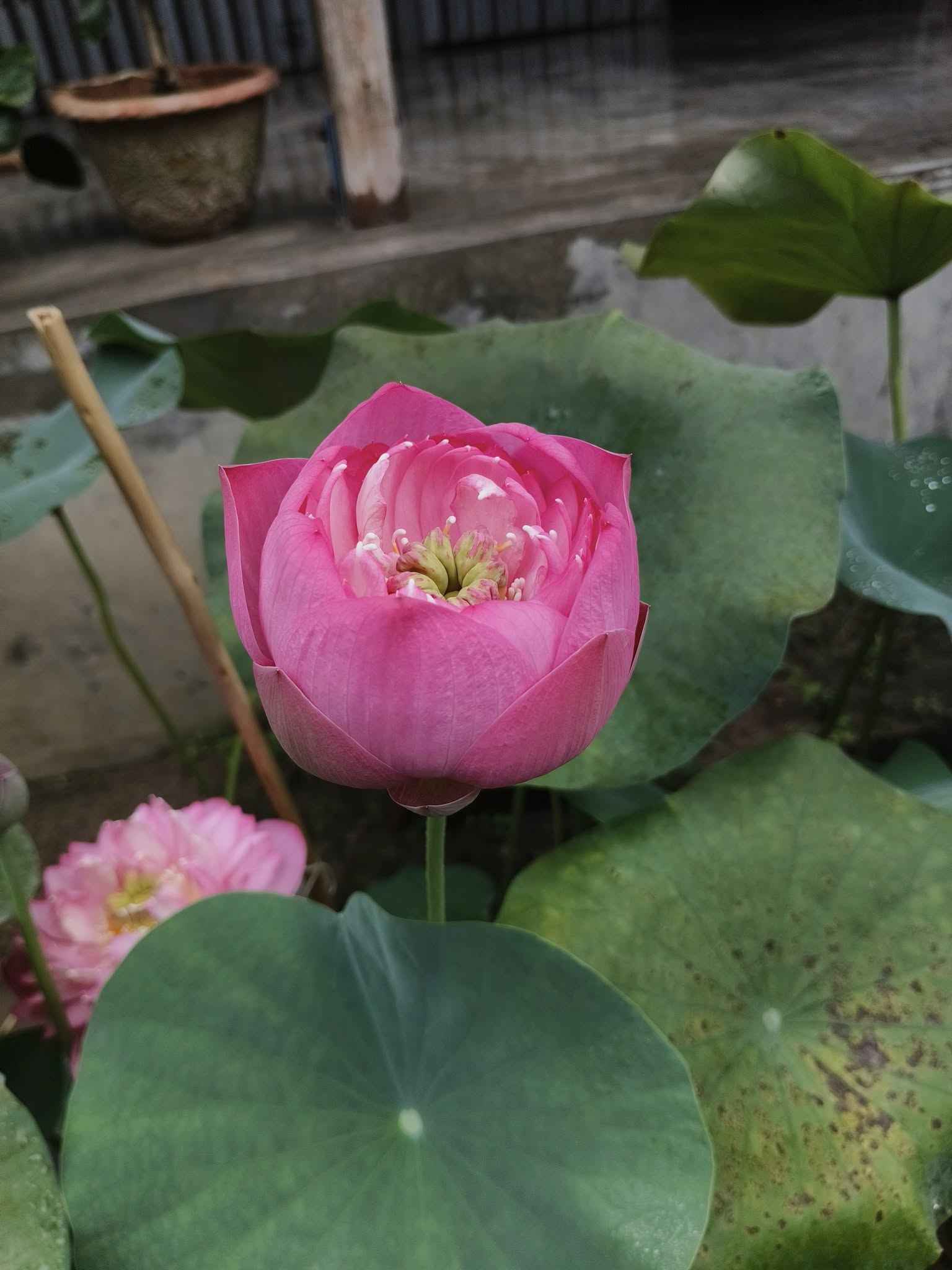 New Amery Peony lotus Tuber