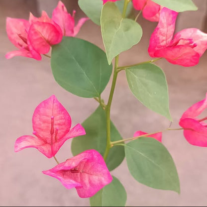 Pink Alora Bougainvillea Flower Plant (Rare)