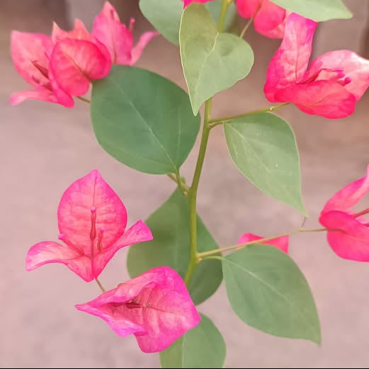 Pink Alora Bougainvillea Flower Plant (Rare)