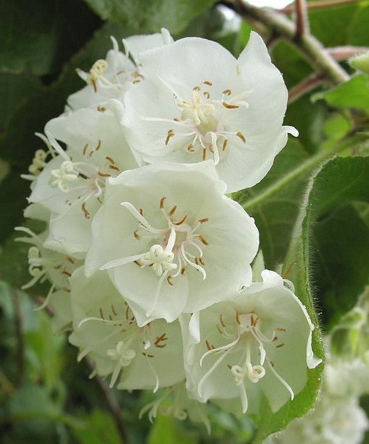 Dombeya- Flowers Plant (White Colour) - Naturemart.in