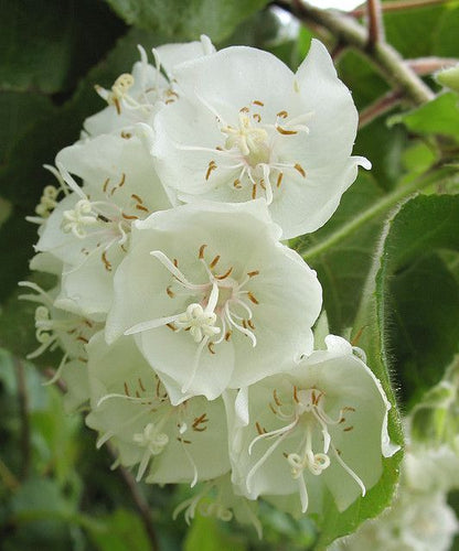 Dombeya- Flowers Plant (White Colour) - Naturemart.in