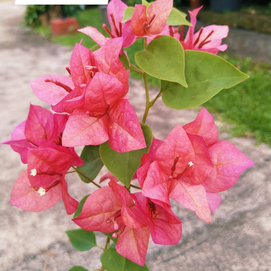 Pink Alora Bougainvillea Flower Plant (Rare)