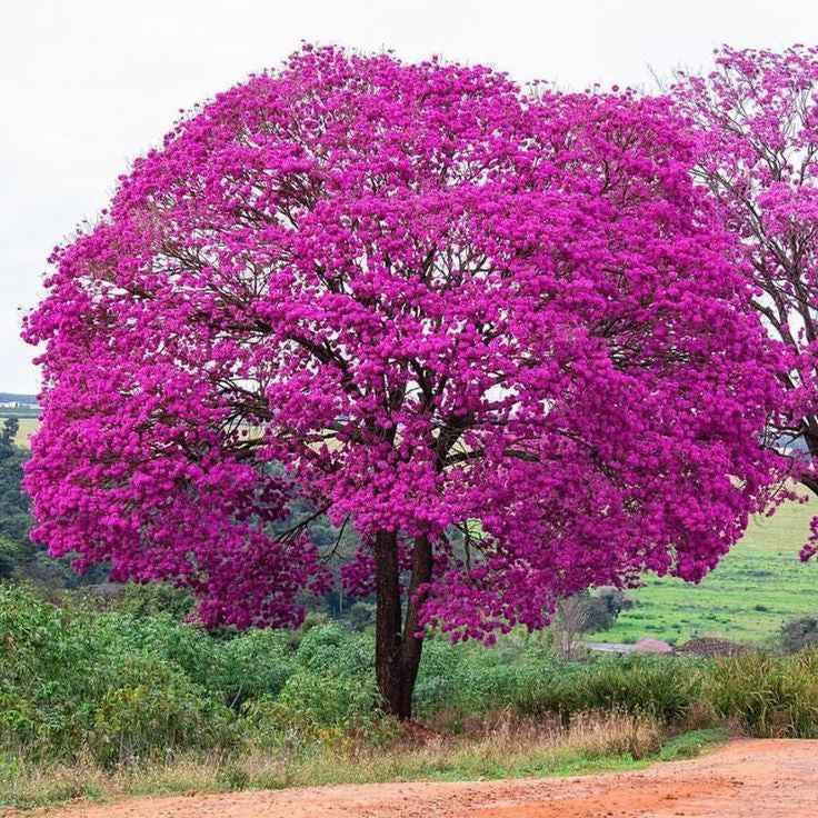 Tabebuia Rosea (Rosy Trumpet Tree)