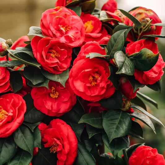 CAMELLIA FLOWERS PLANTS - Naturemart.in