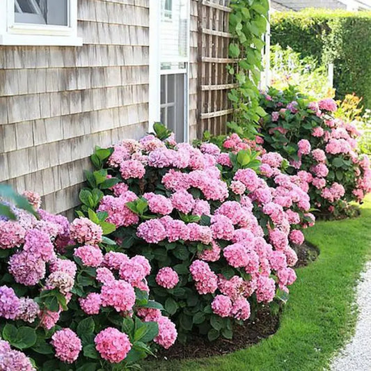 Hydrengea Flowers Plant For Home Gardening - Naturemart.in