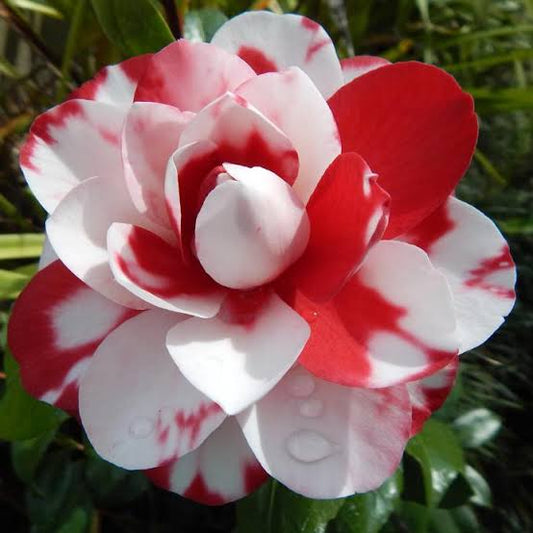 CAMELLIA FLOWERS PLANTS - Naturemart.in