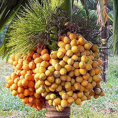 Supari Plant | Betel Nut Fruit Plant. - Naturemart.in