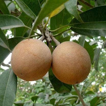 Cricket Ball Chiku(Grafted)plant - Naturemart.in
