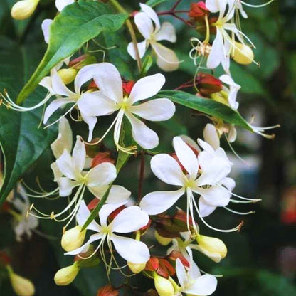Chains of glory plant | Light bulbs plant | Clerodendrum smithianum starter plant