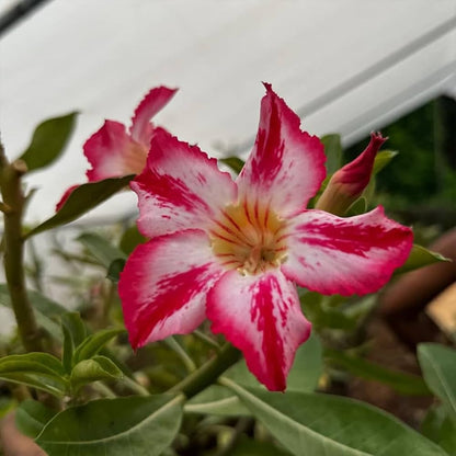 Rose Variety Adenum Flower Plant For Home Garden - Naturemart.in