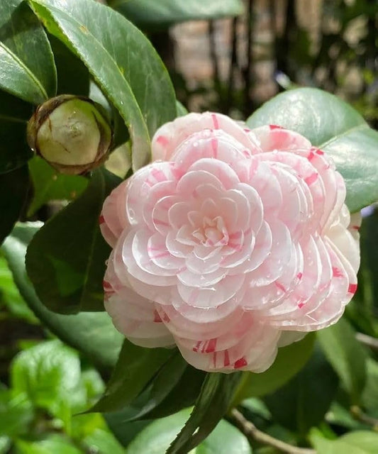 CAMELLIA FLOWERS PLANTS - Naturemart.in