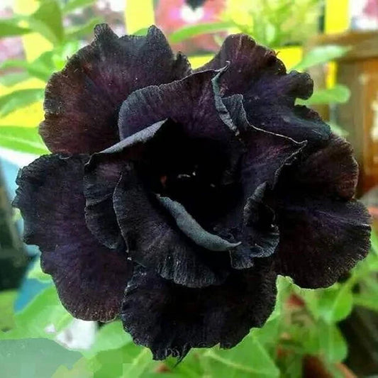 Rose Variety Adenum Flower Plant For Home Garden - Naturemart.in