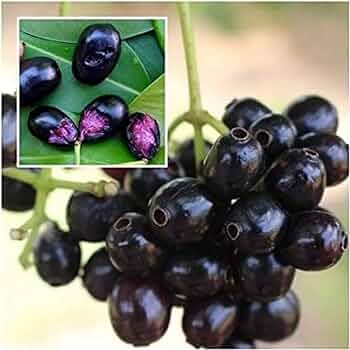 Black Jamun-Grafting  Fruit Plant - Naturemart.in