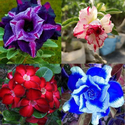 Pack Of 4  different colour adenium Adenium Flower Plant