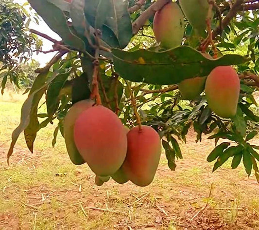 Pusa Surya Mango Grafted Plant - Naturemart.in