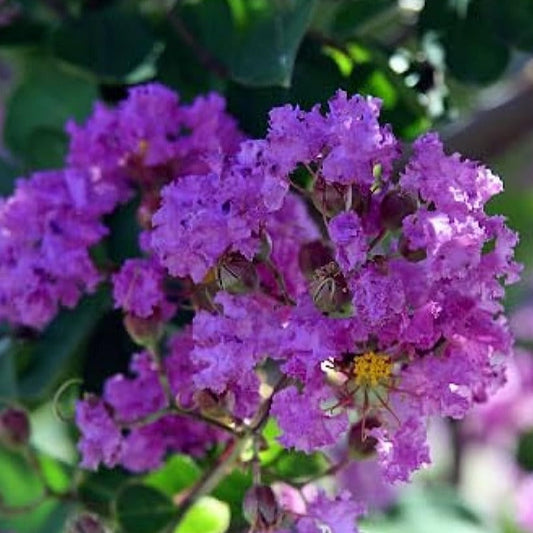 Furush Flowers Plant (Purpel Colour) - Naturemart.in