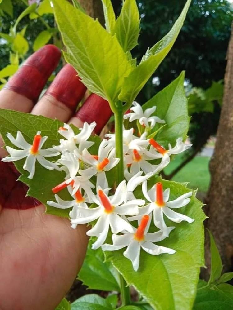 Mini Scented Parijat Dwarf Flower Plant - Naturemart.in