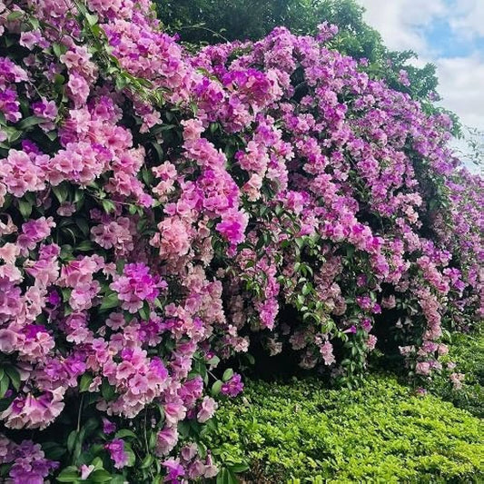 Garlic Vine   Flower Plant For Gardening - Naturemart.in