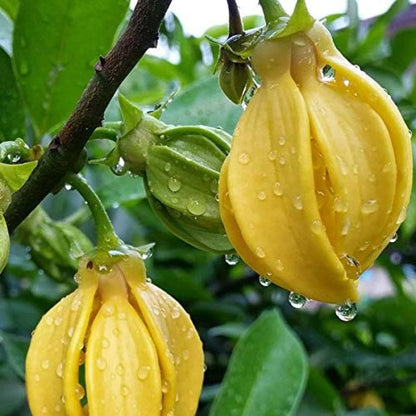 Hari Champa Flowers plants - Naturemart.in