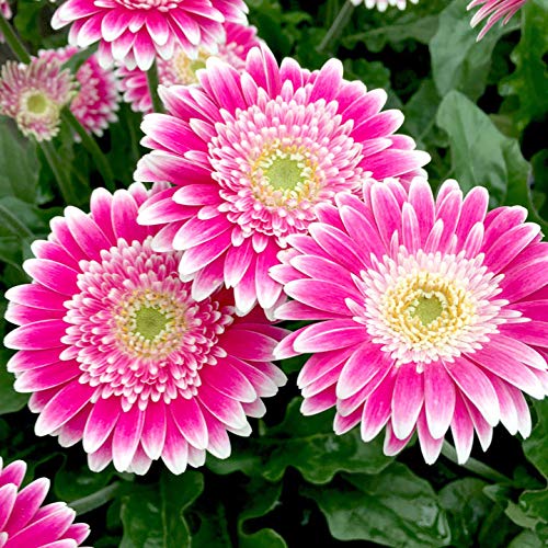 Gerbera  Perennial Flower Plant (Purple Shed) - Naturemart.in