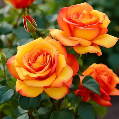 Hybrid Grafted Orange Colour Rose Plant - Naturemart.in