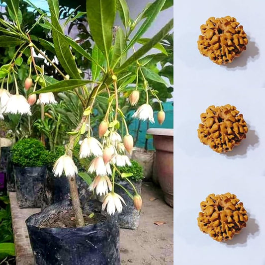 Hybrid Rudraksha  Plant For Home Garden - Naturemart.in