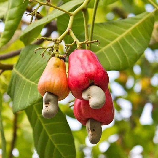 Hybrid Cashew Nut Fruit Plant For Gardening
