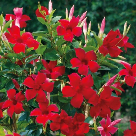 Mandevillea Flowers Plant Red Colour - Naturemart.in