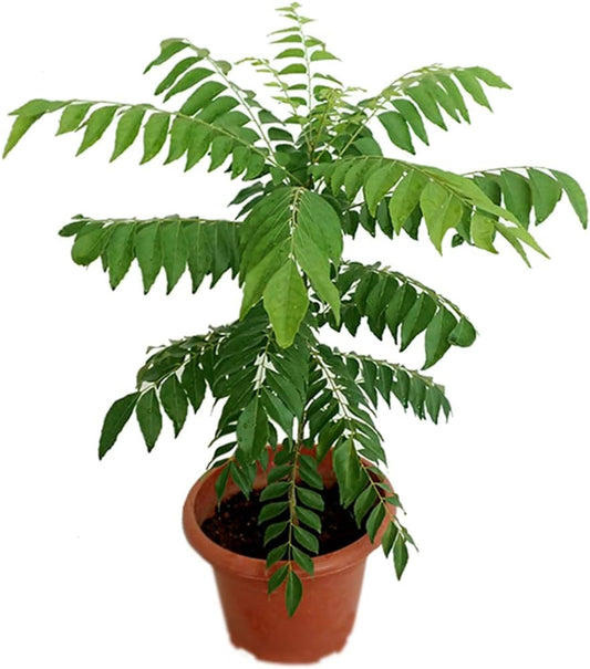 Kari Patta Live Plant For Gardening - Naturemart.in