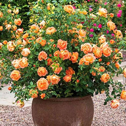 Climbing Rose Flower Plants (ORANGE) - Naturemart.in