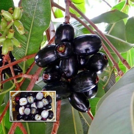 Seddless Jamun Fruit Plant - Naturemart.in