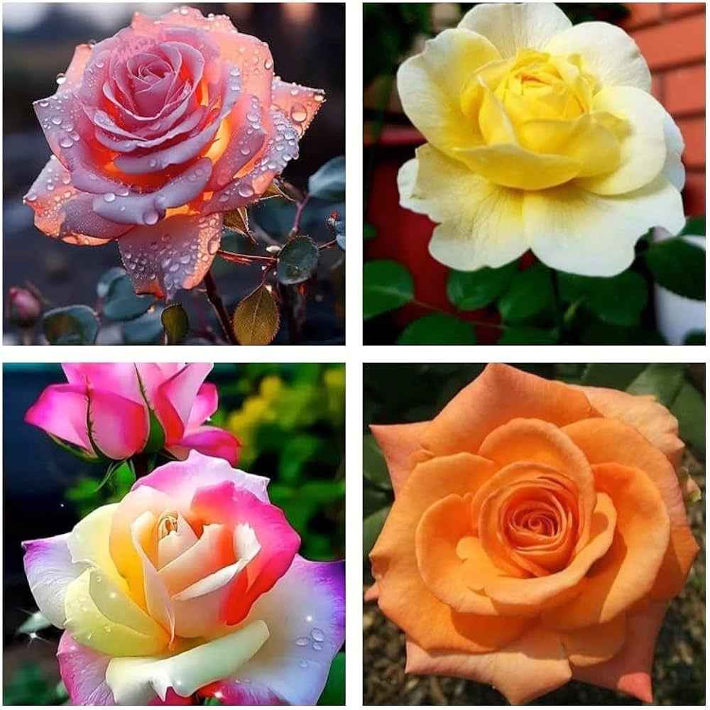 Pack of 4 colour hybrid rose plant
