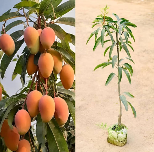 Grafted Bari-11 Mango Fruit  Plant - Naturemart.in