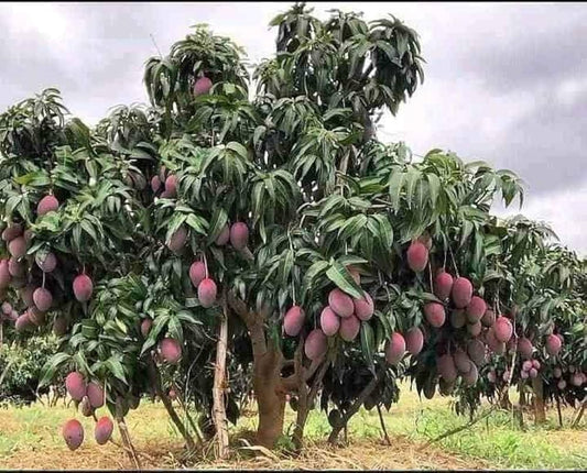 Hybrid Pulmer Mango Fruit  Plant - Naturemart.in