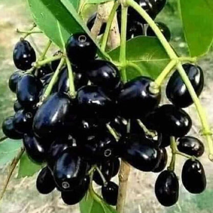 Black Jamun-Grafting  Fruit Plant - Naturemart.in