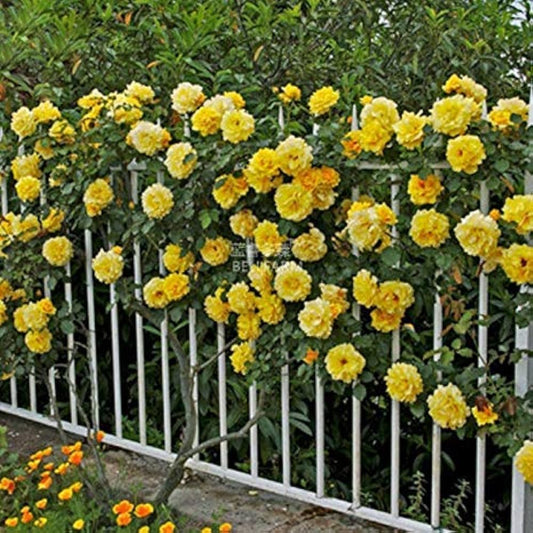 Climbing Rose Flower Plants (Yellow ) - Naturemart.in
