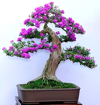 Pink Bluebell Bonsai plant - Naturemart.in