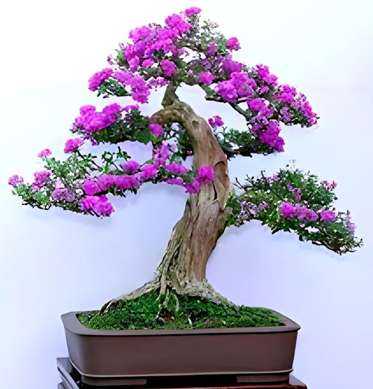 Pink Bluebell Bonsai plant - Naturemart.in