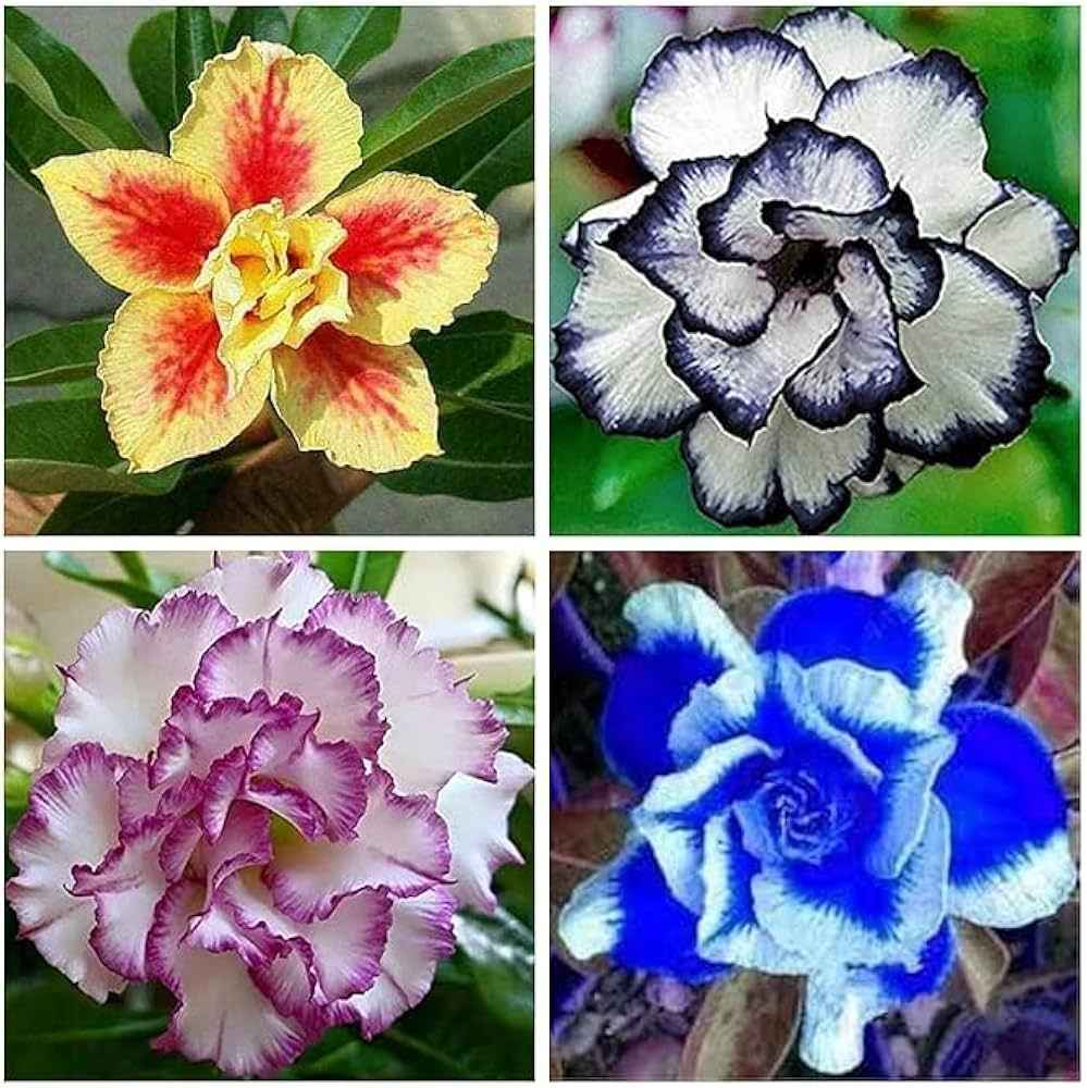 Pack Of 4  different colour adenium Adenium Flower Plant