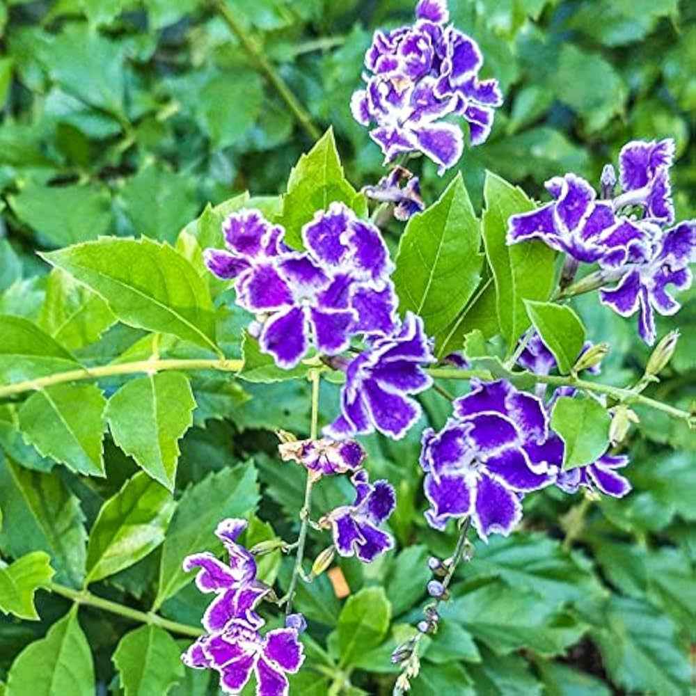 Duranta erecta (Sky Flower) Dwarf Flower Plant